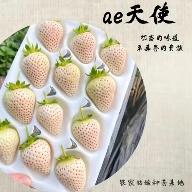 天使ae草莓苗四季苗盆栽阳台庭院种植带盆带土南北风种植当年结果