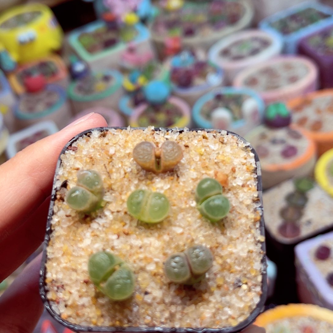 074. 567887766556778767