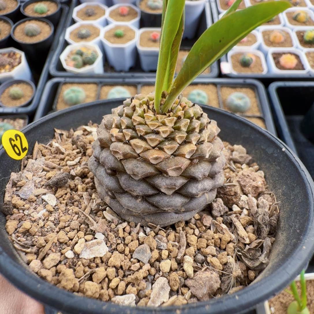 626铁甲丸带盆发货