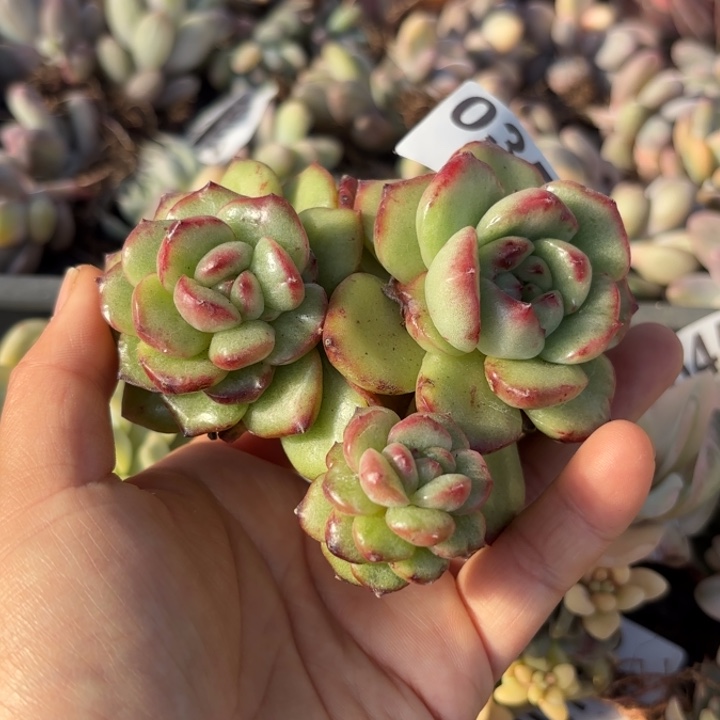 万宝龙多肉植物满18包邮当场凑单