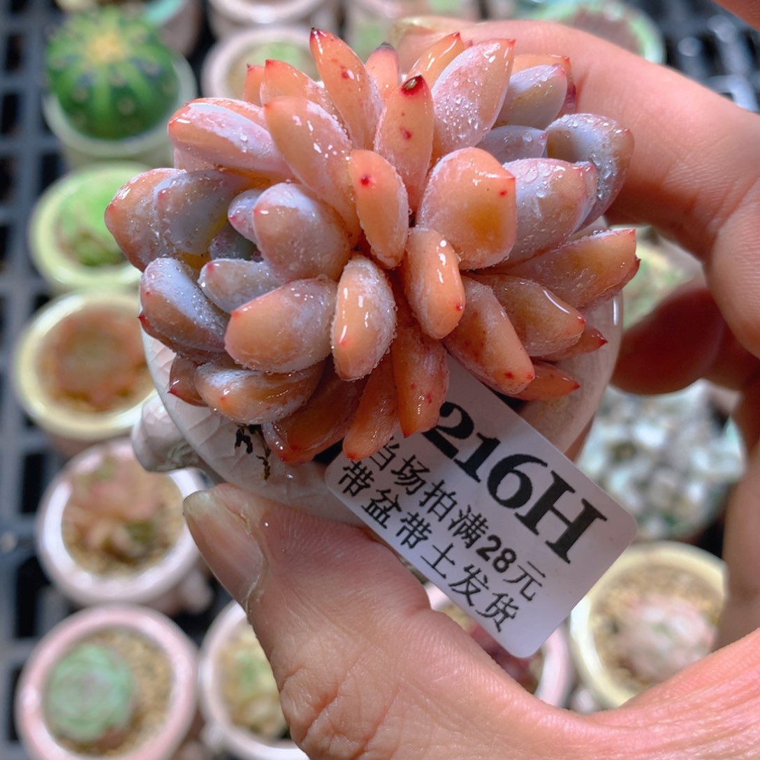 5厘米盆精控多肉1216