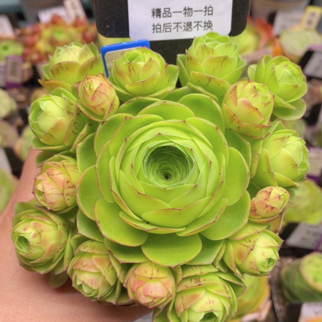 童话气球一物一拍662