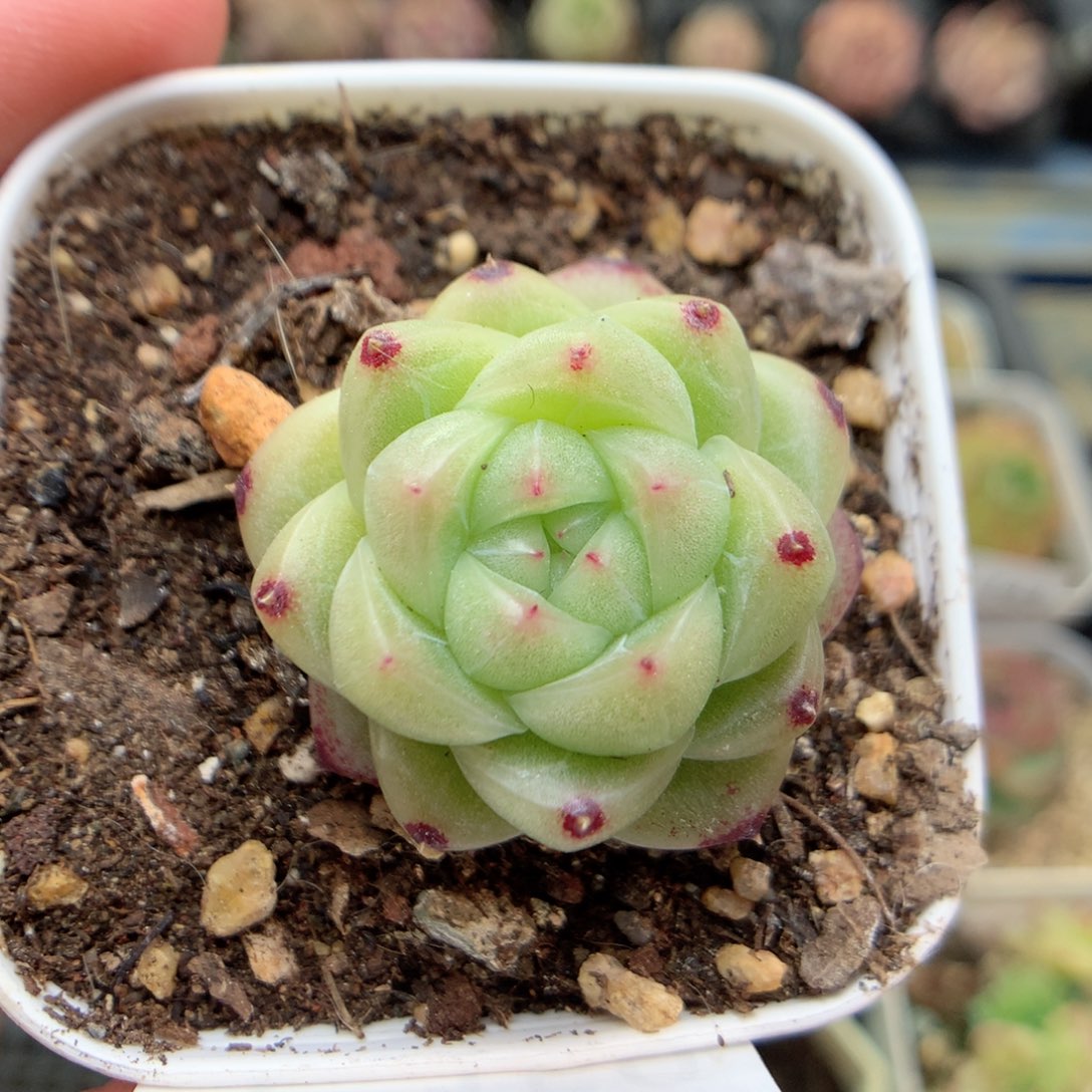 F150定繁编号M100