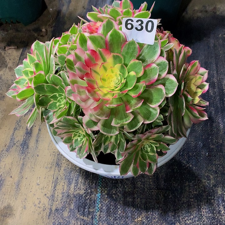 小***利法师粉体海王玉芙蓉630