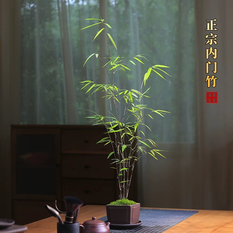 正宗台湾内门竹盆栽竹子苗庭院观叶绿植室内阳台桌面绿植盆景好养