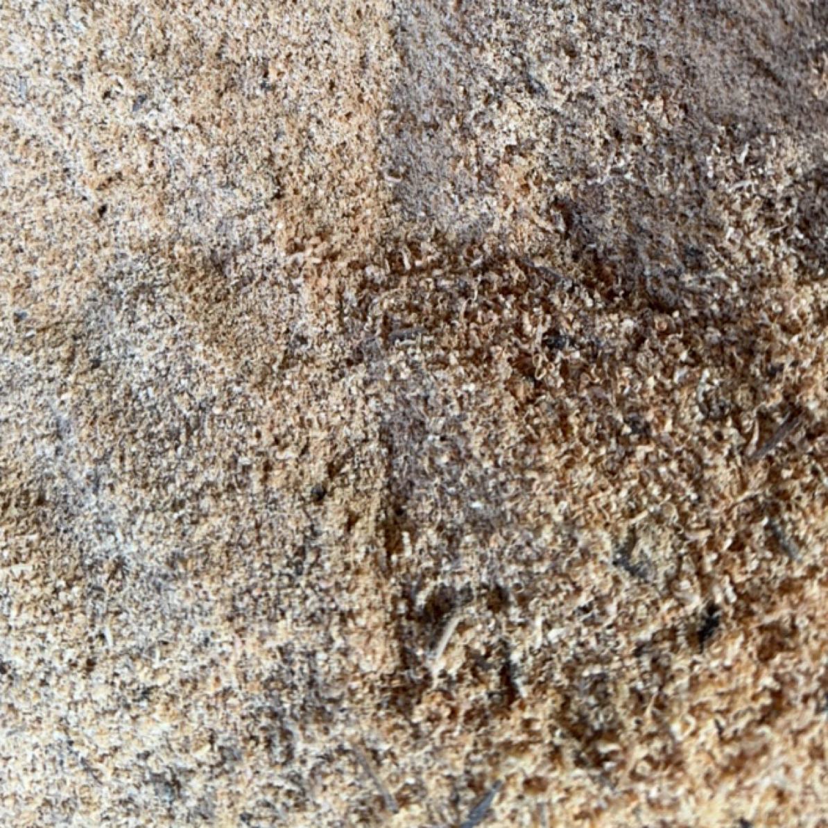 太行崖柏摆件 根雕