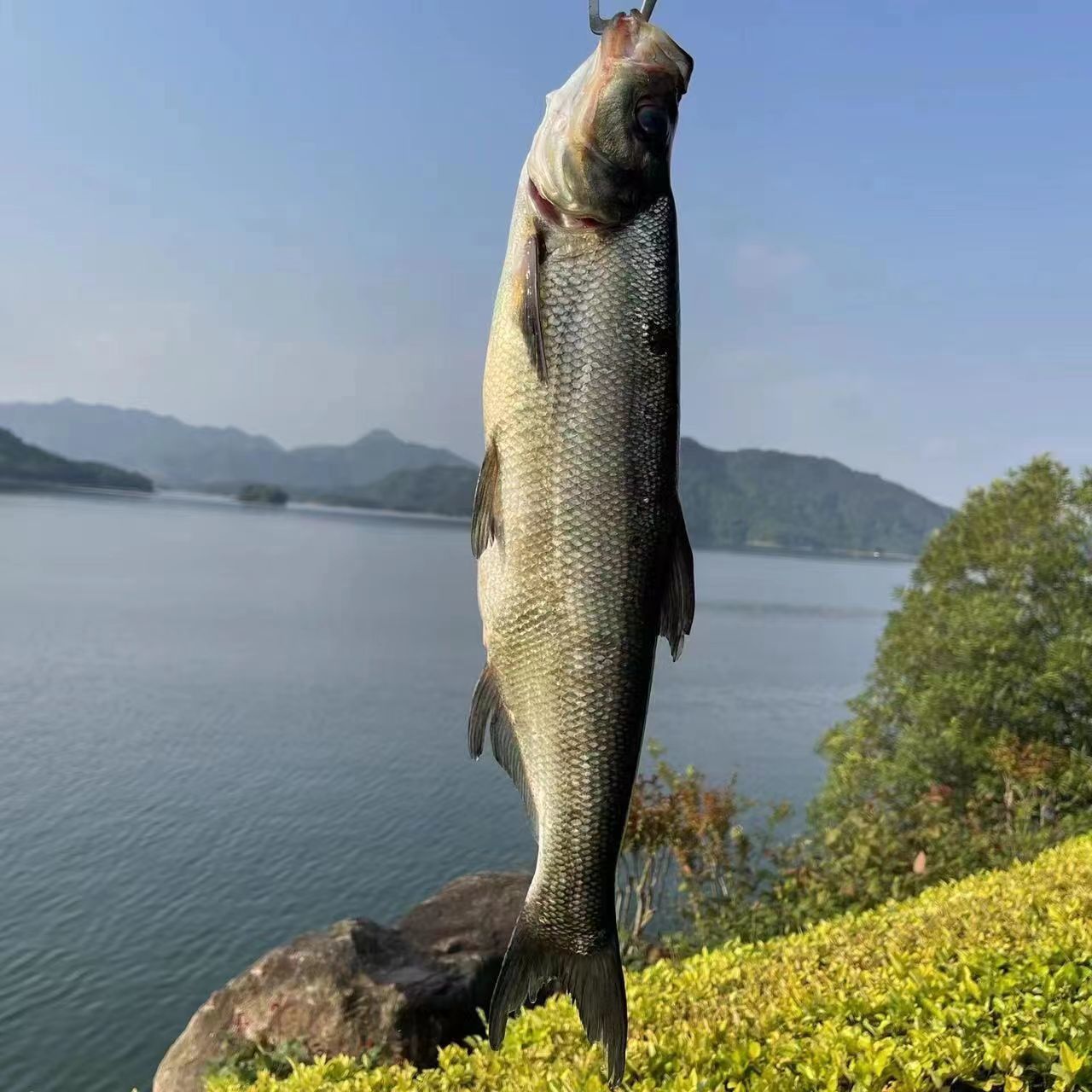 【新鲜翘嘴刁子鱼】手钓新鲜翘嘴鱼 净重3斤