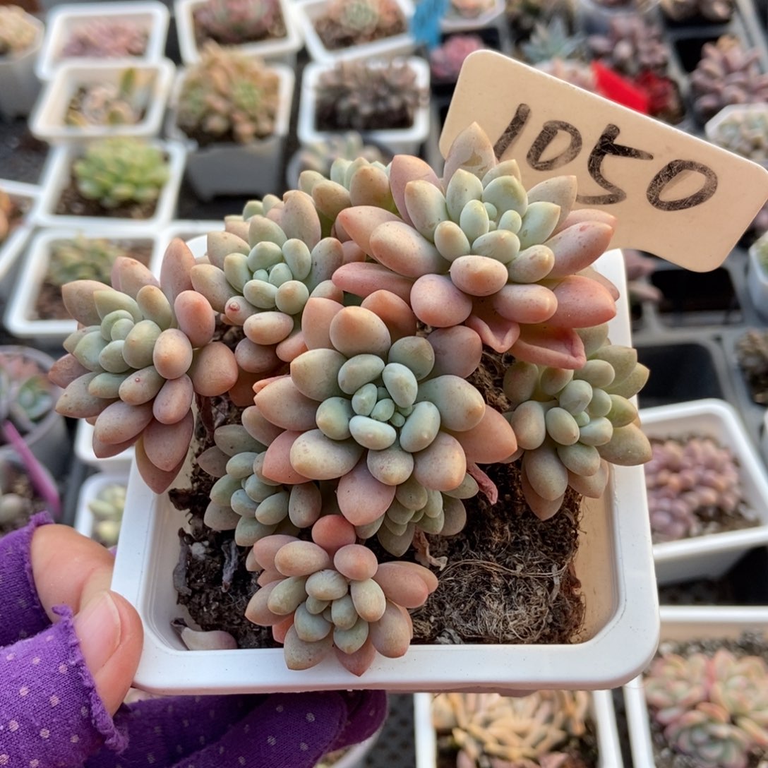 2025洛可可鱼子酱多肉