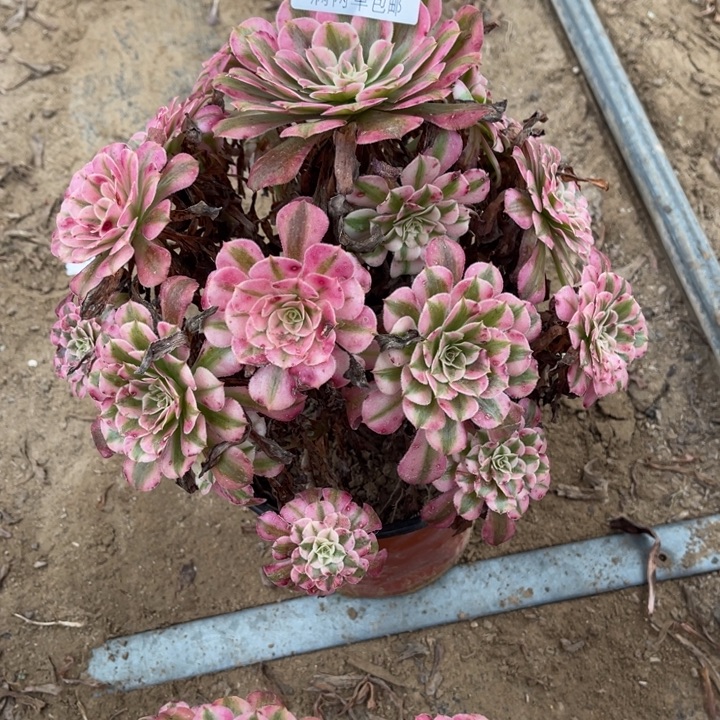 红铜的人多肉的人2127