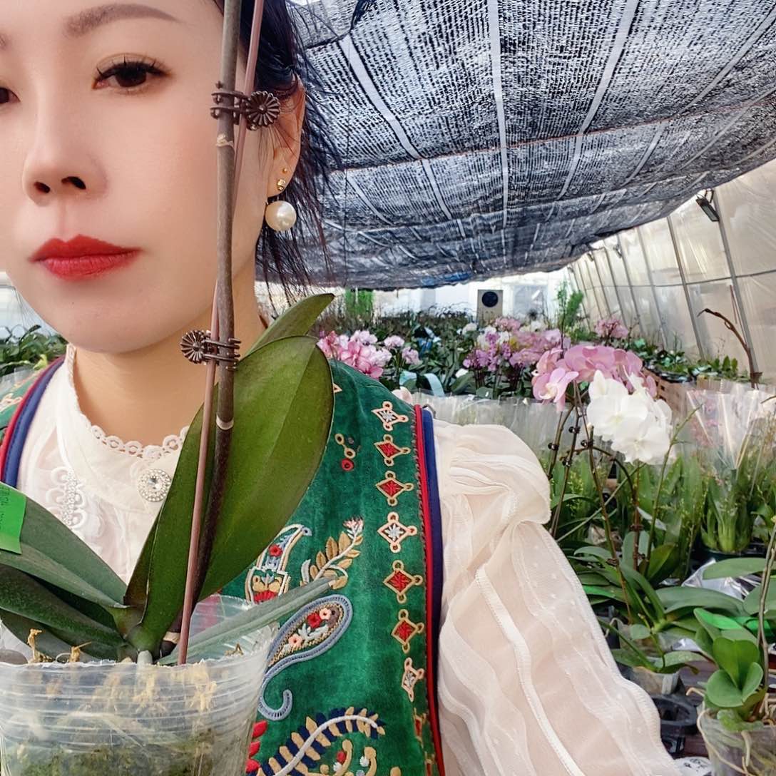 无花朵霞光蝴蝶兰