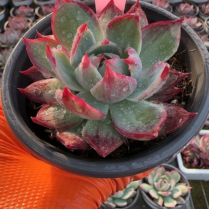 雨***霏248 惊鸿仙子多肉植物6-9cm