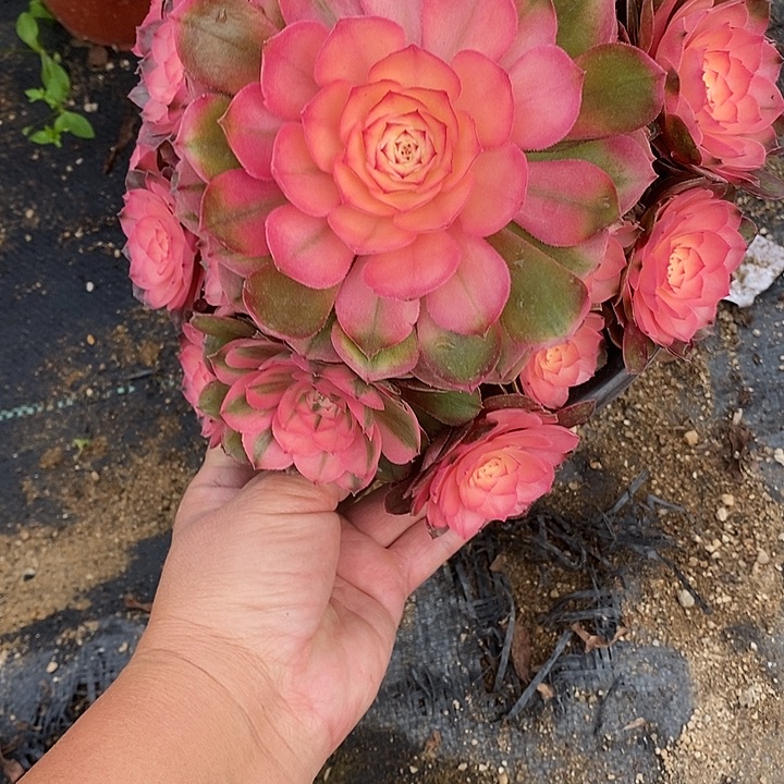 多肉植物荔枝669多肉