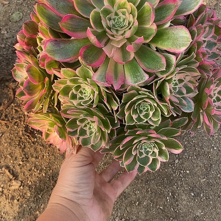 多肉植物孔雀玲469