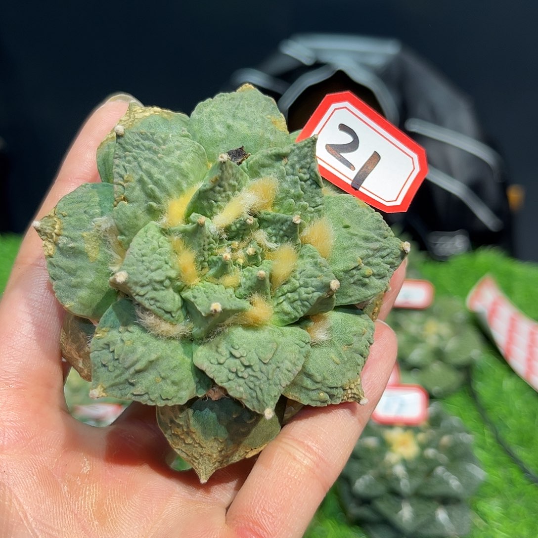 21号自根战损怒涛