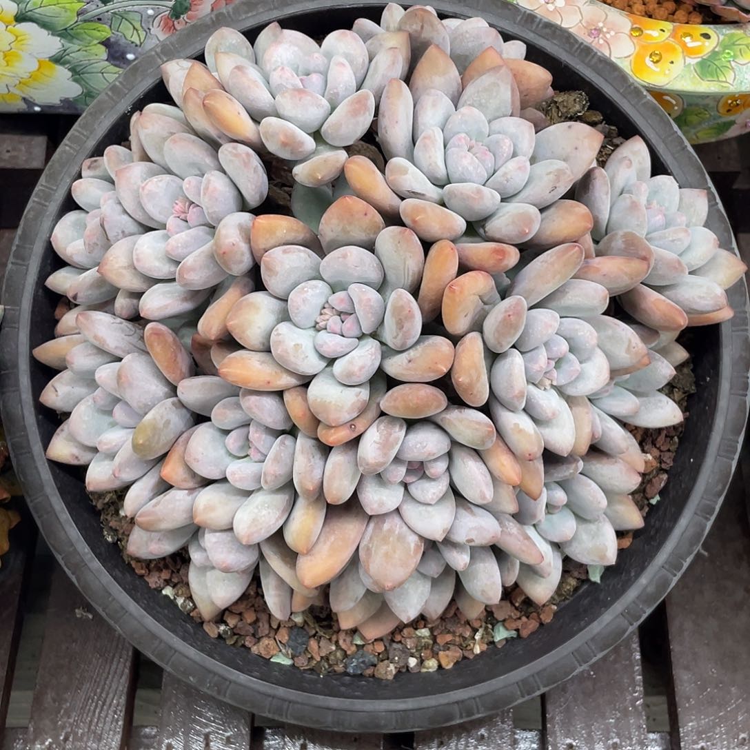 特价大香水，约16头，冠幅大概19cm