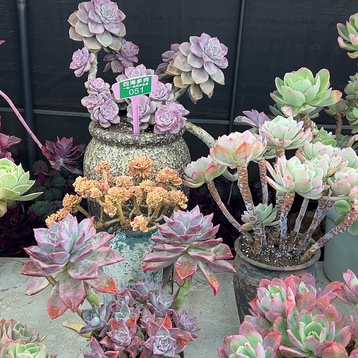 金***玲紫乐多肉植物萃取051