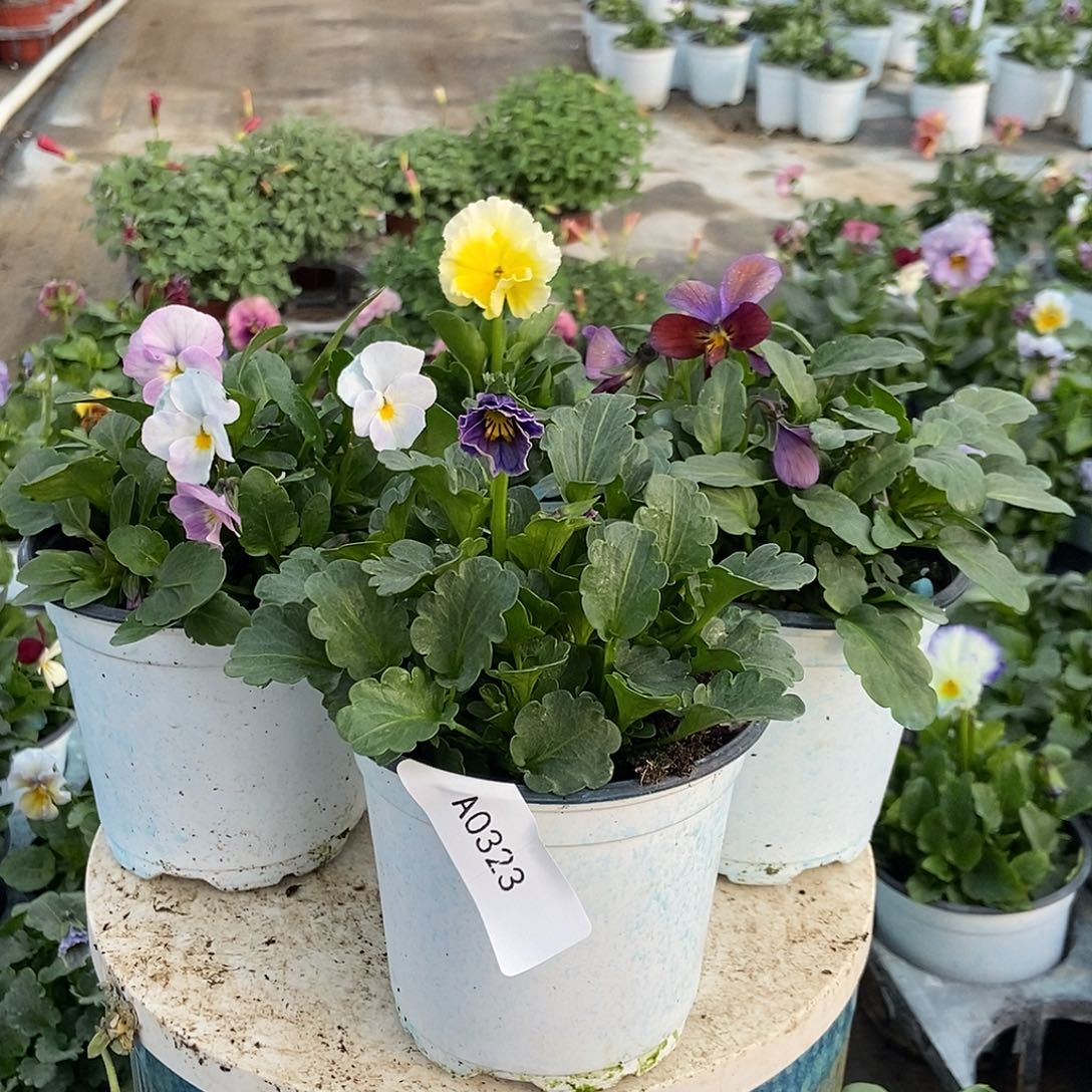 大部分花苞少量开放323