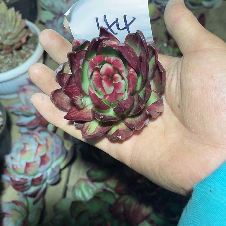 7***844//////////////2 