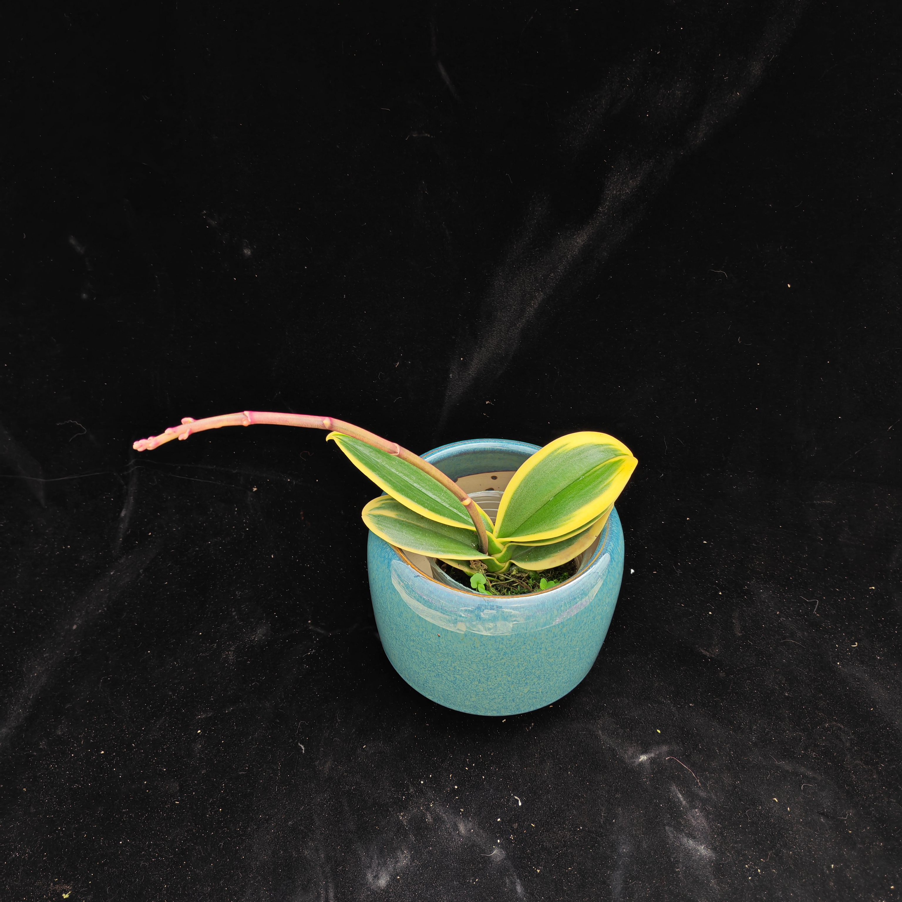 蝴蝶兰【金边咖啡】2.8寸杯