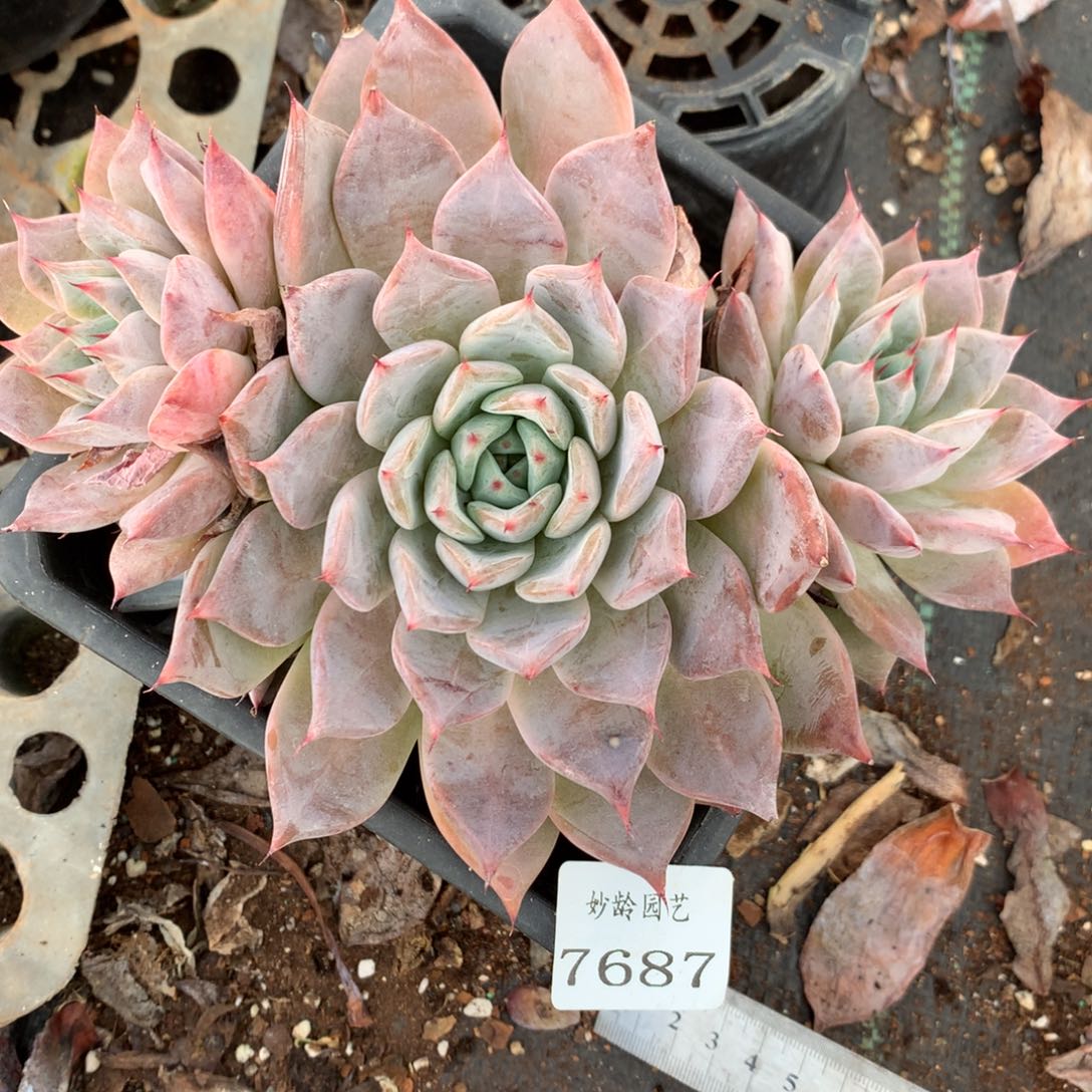 7687杂交多肉老桩