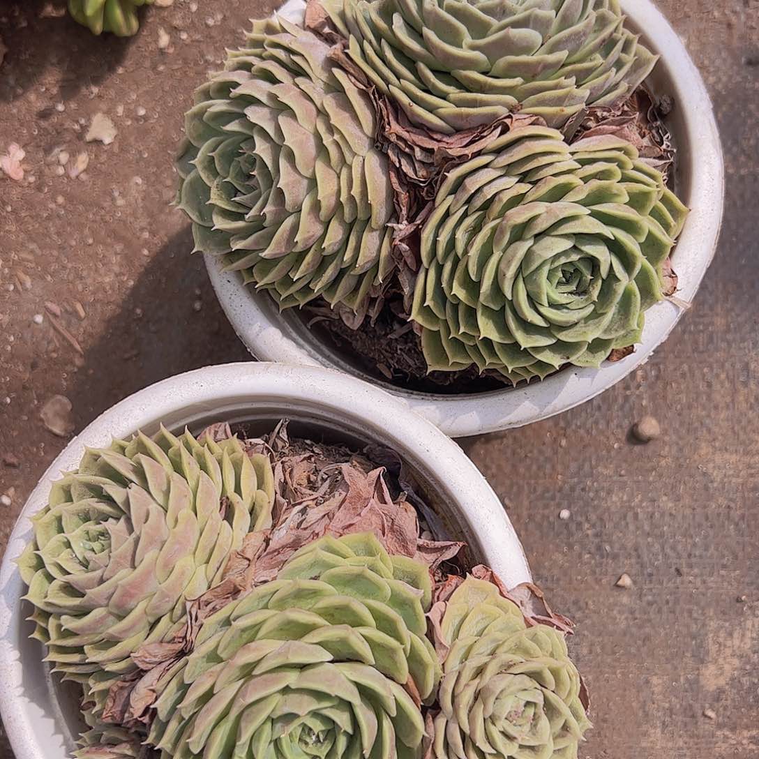 多头群生昂斯诺一盆