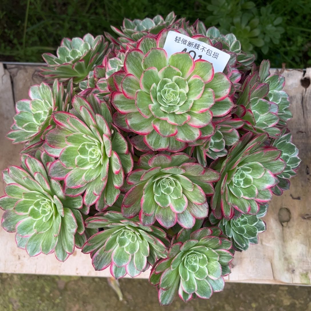 401芙蓉多肉植物