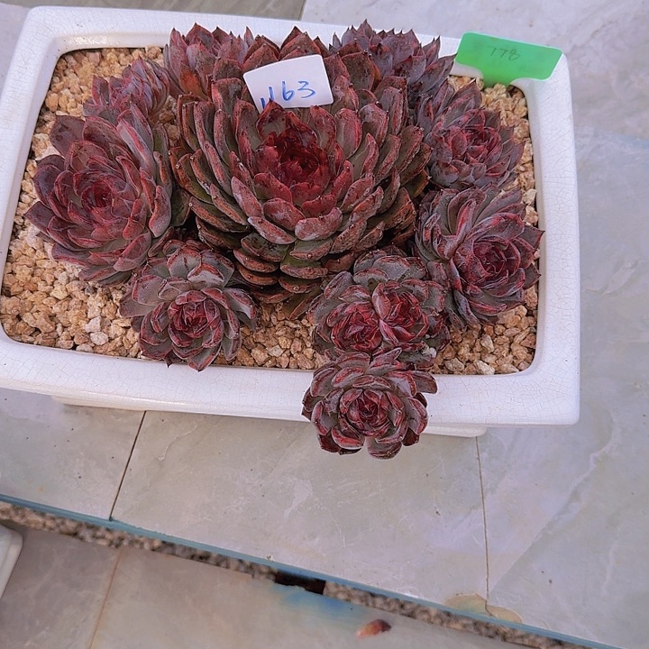 1163杂交多肉植物带盆
