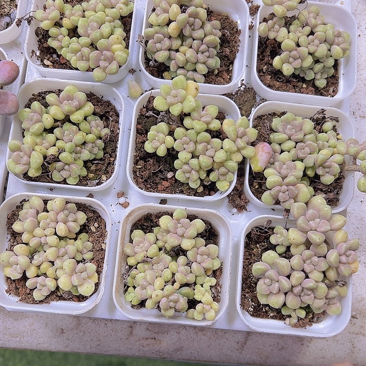 秋丽19包邮多肉植物