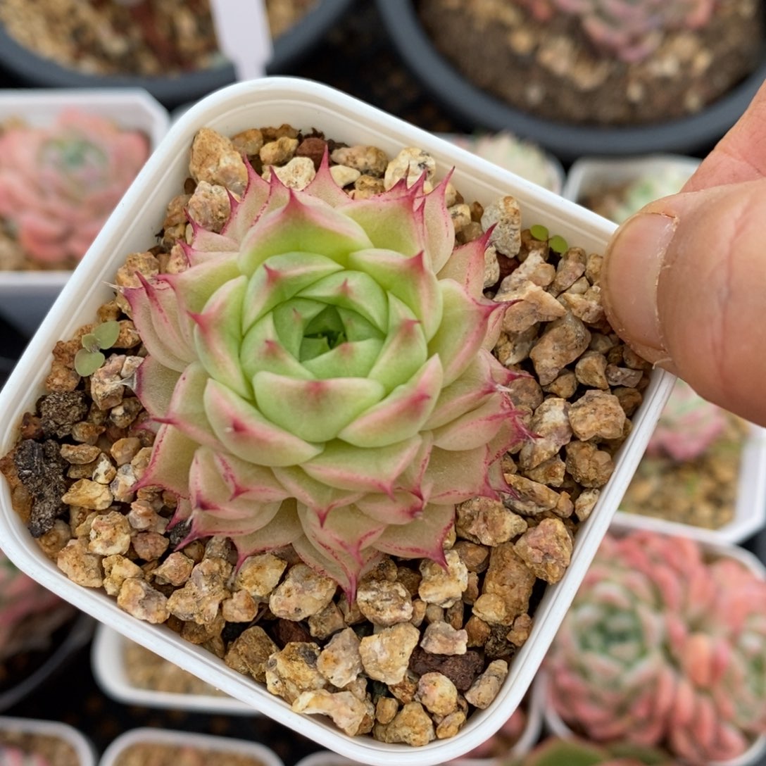 精品多肉一物一拍不包整27