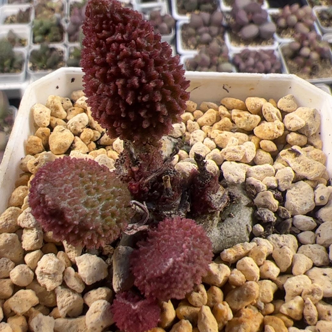 实生新品多头纯木质桩多肉植物