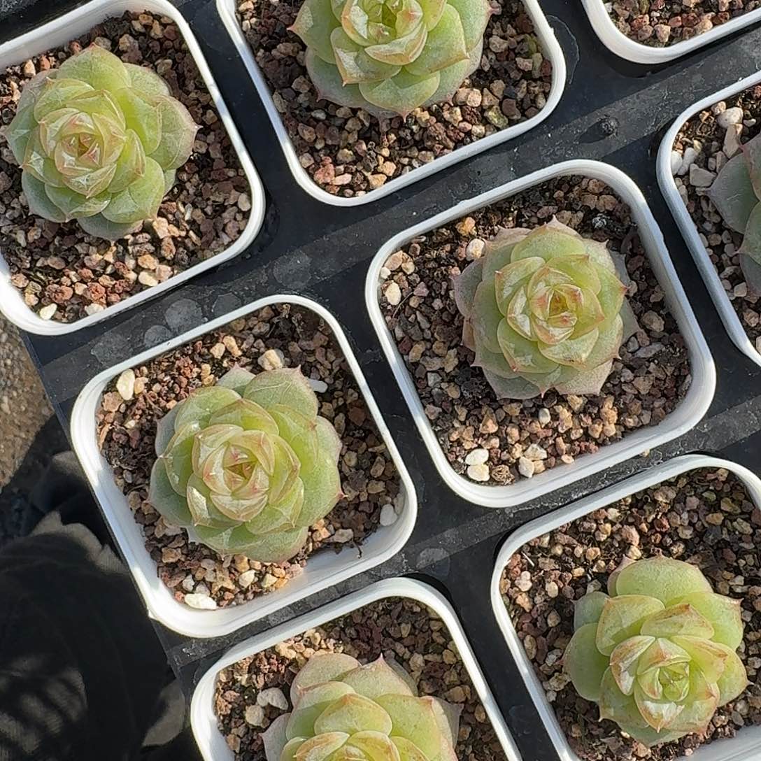 如图5.5白方麦芽糖A单头随机一颗