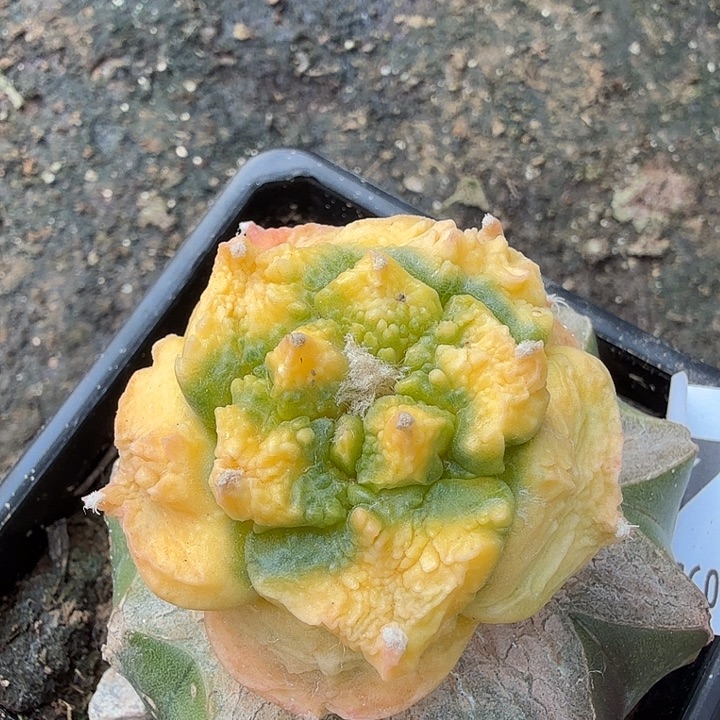 无花朵964龙牙怒涛锦东三