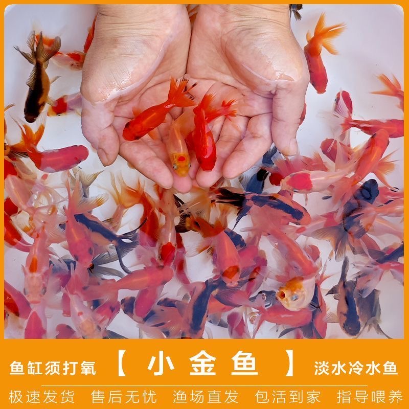 【冷水鱼】红头 红狮 好养耐活 小金鱼 适合淡水 新手鱼