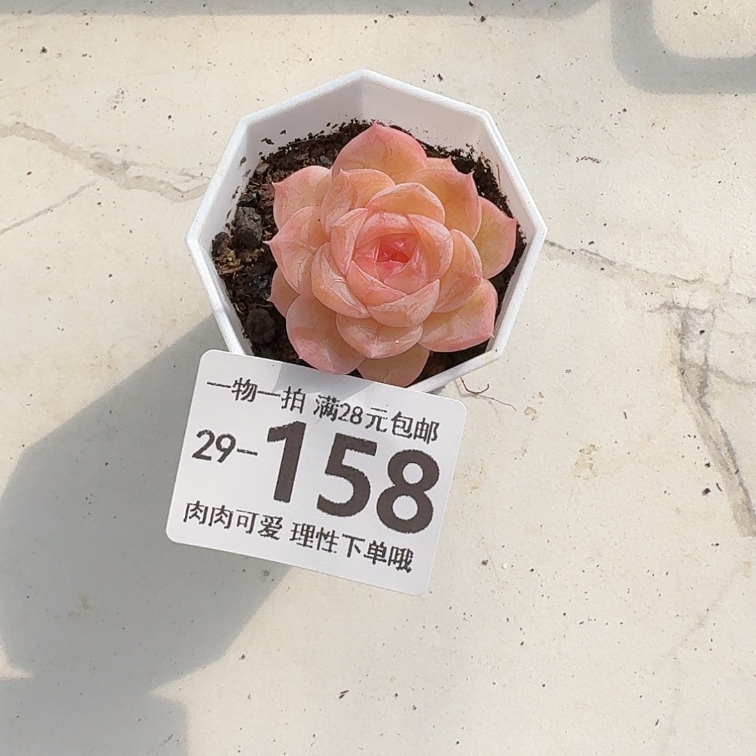 桃夭无盆无发货无