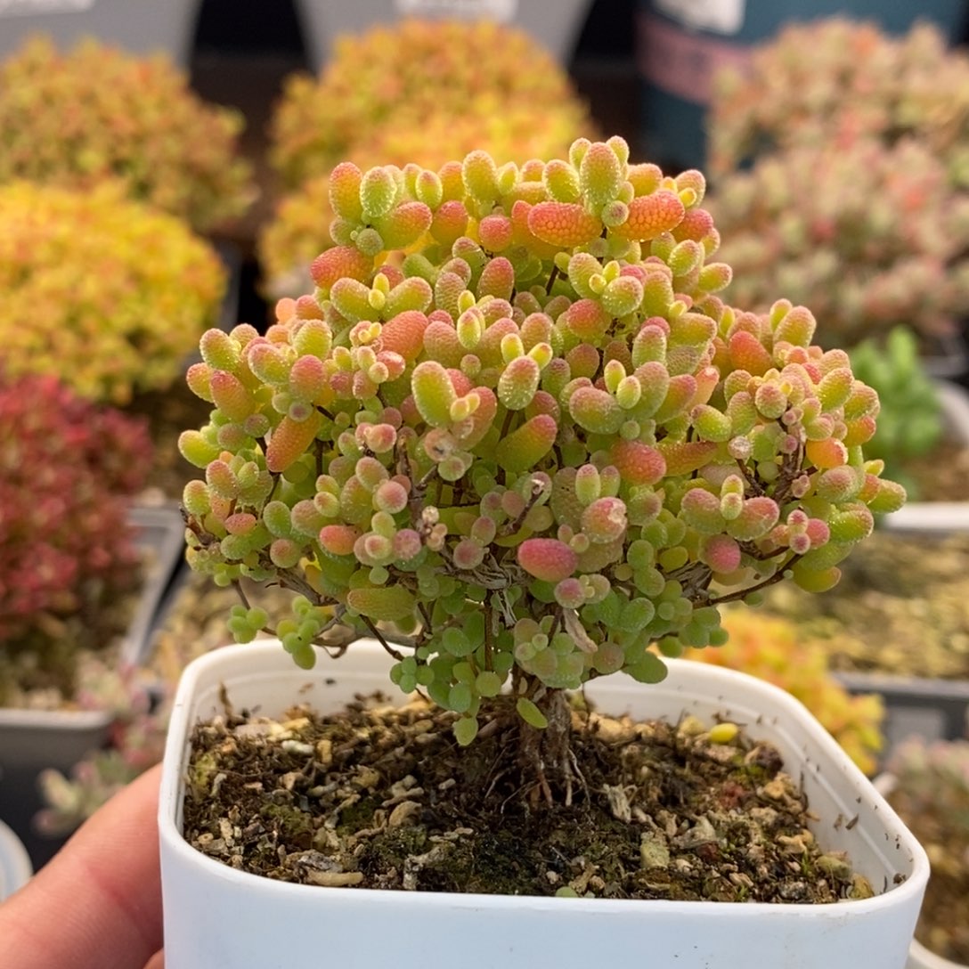 来***糕128蜜橘糖球 。       