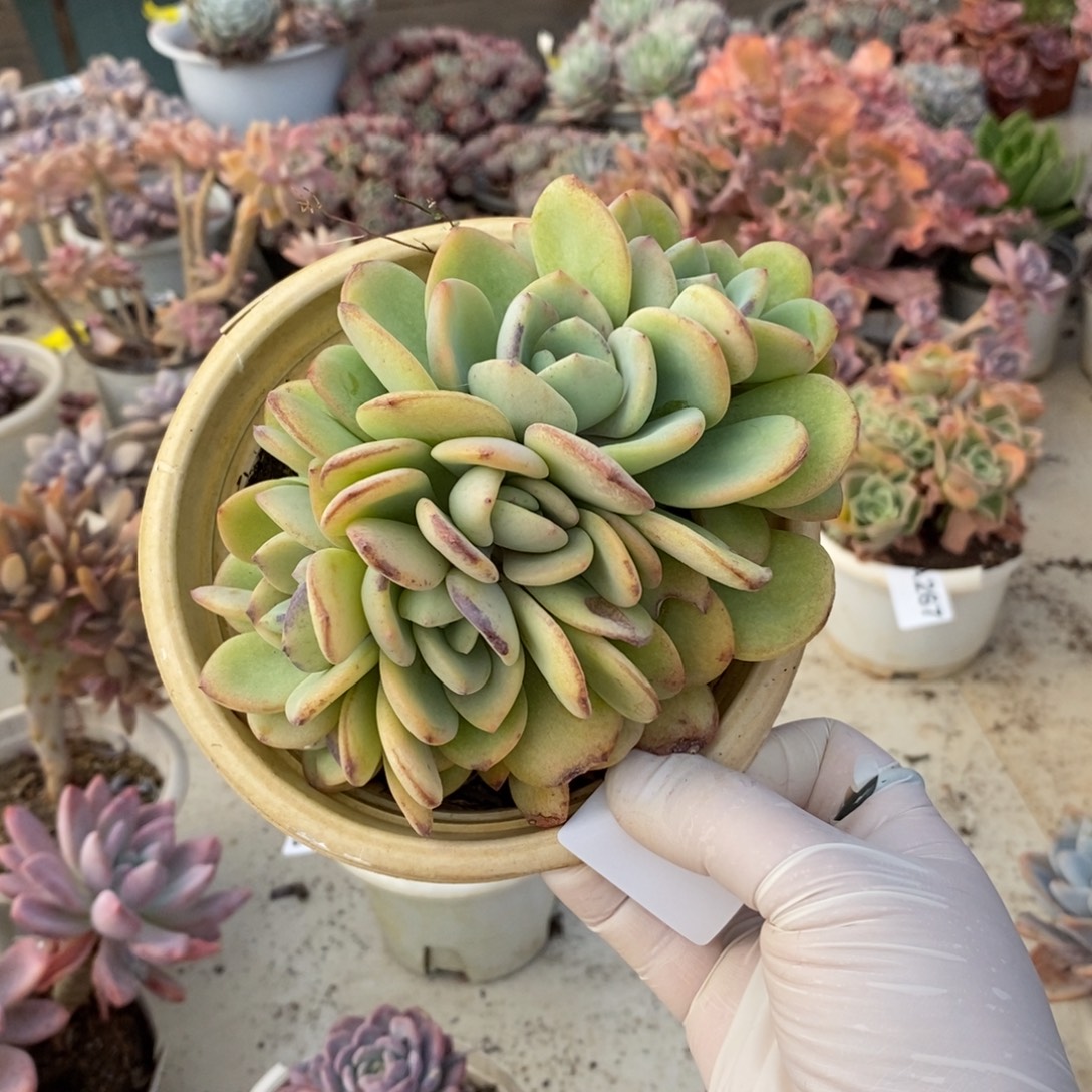 姜***️400柠檬茶缀一物一拍