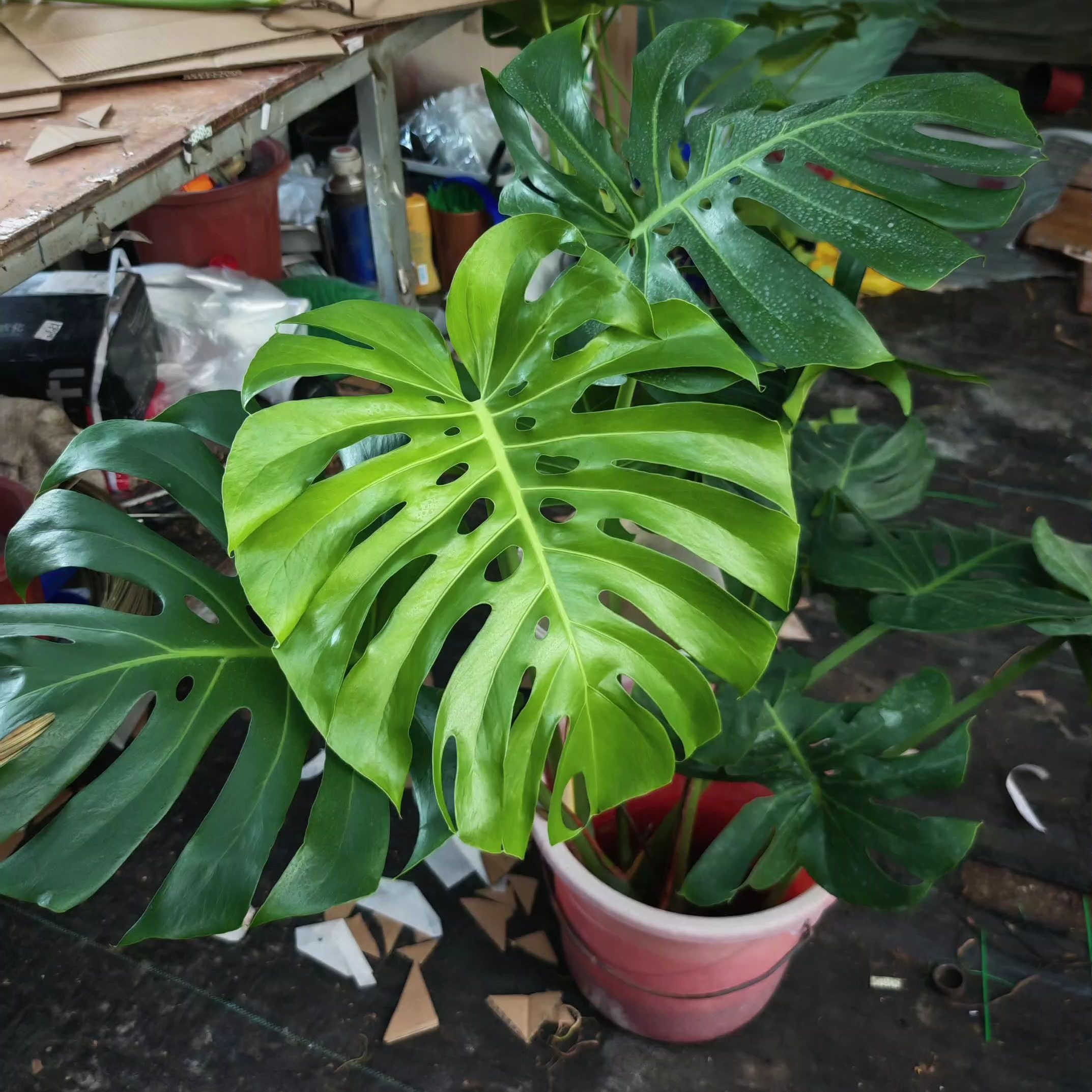 轻奢龟背竹盆栽大型绿色植物水培植物，净化空气吸甲醛客厅龟背竹