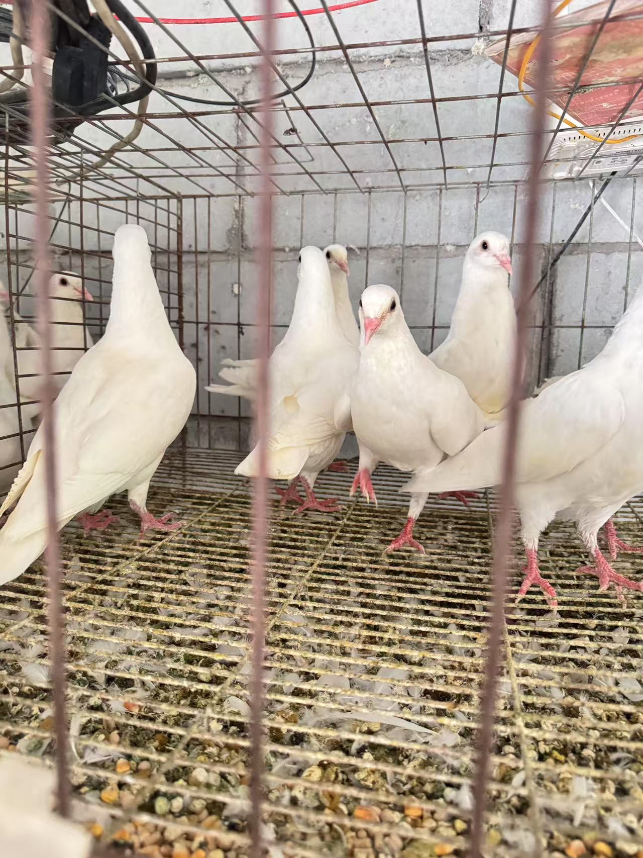 鸽用   品青年  白羽  红卡 自别鸽   鸽用品