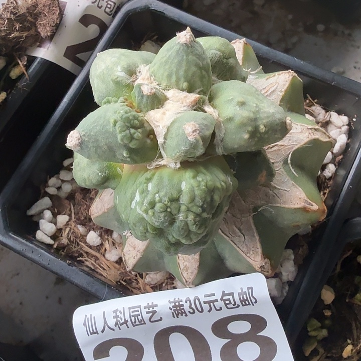 无花朵208血怒怒涛牡丹