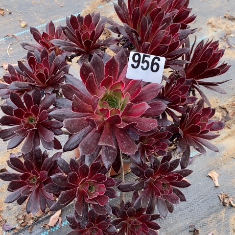 孔雀锦多肉植物法师不包损