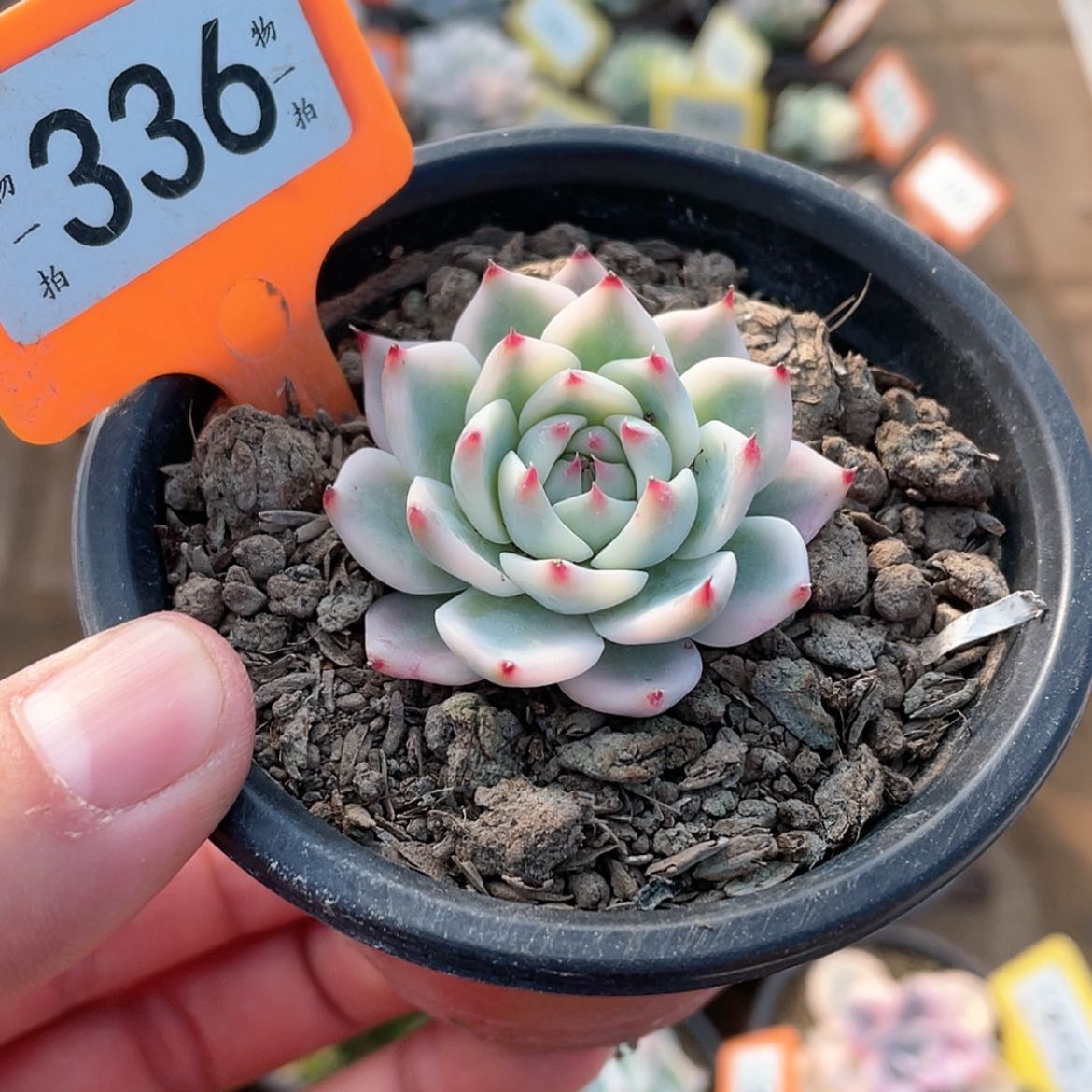 【闪购商品】336号