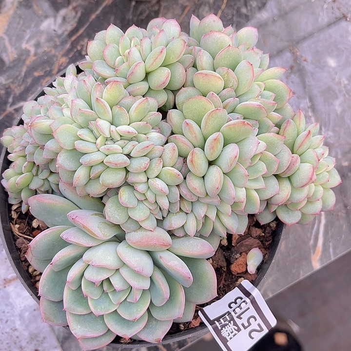 荷花缀25133多肉植物