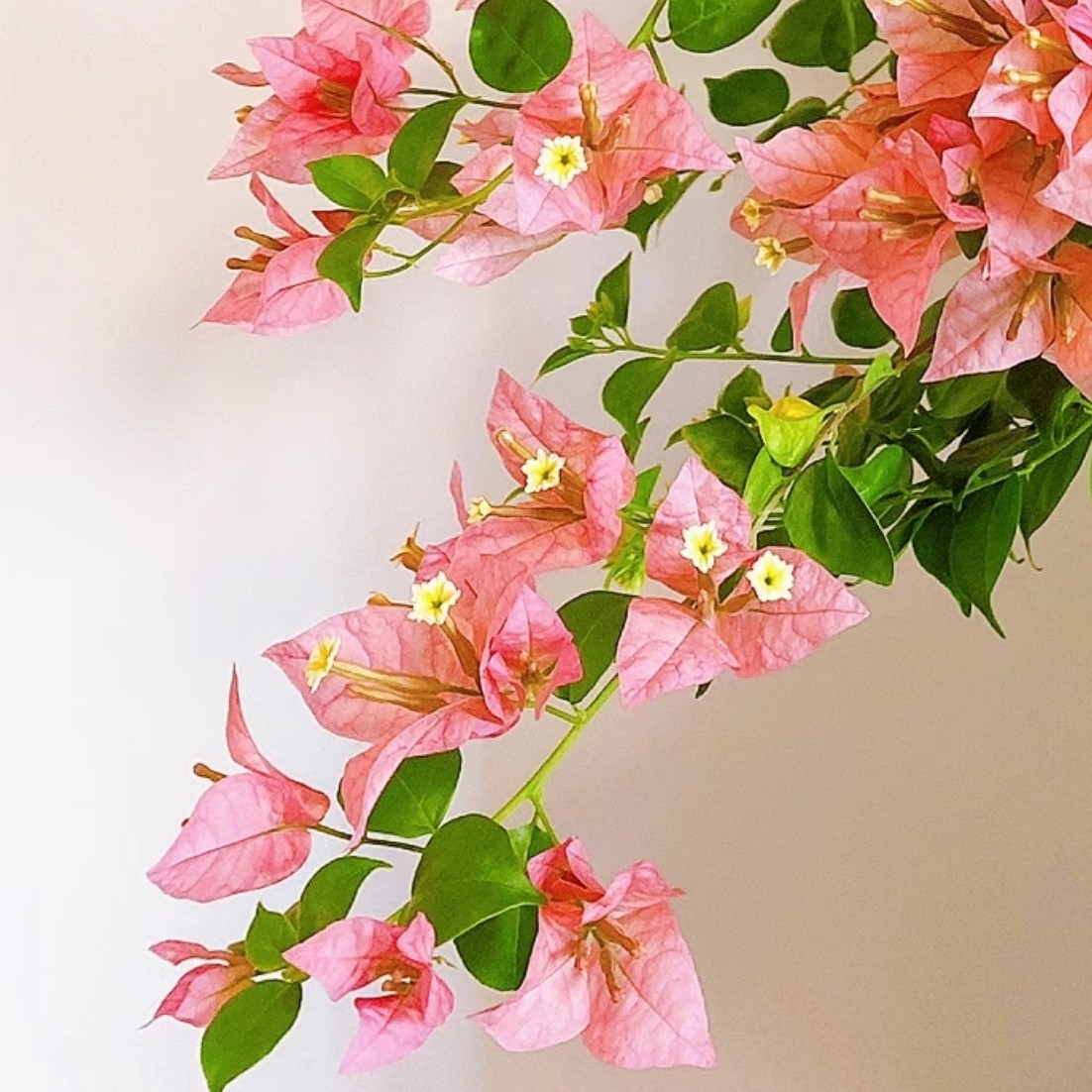 【绿叶米罗】三角梅四季超勤花好养易开花花卉