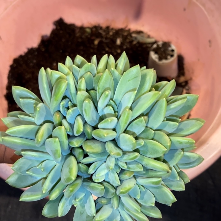 莱万特正版美人自然群无砍雨心