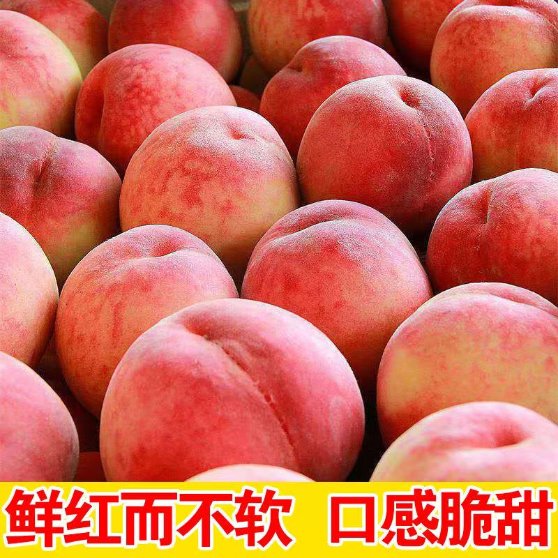 水蜜桃正宗桃子新鲜应季水果采摘坏果包赔