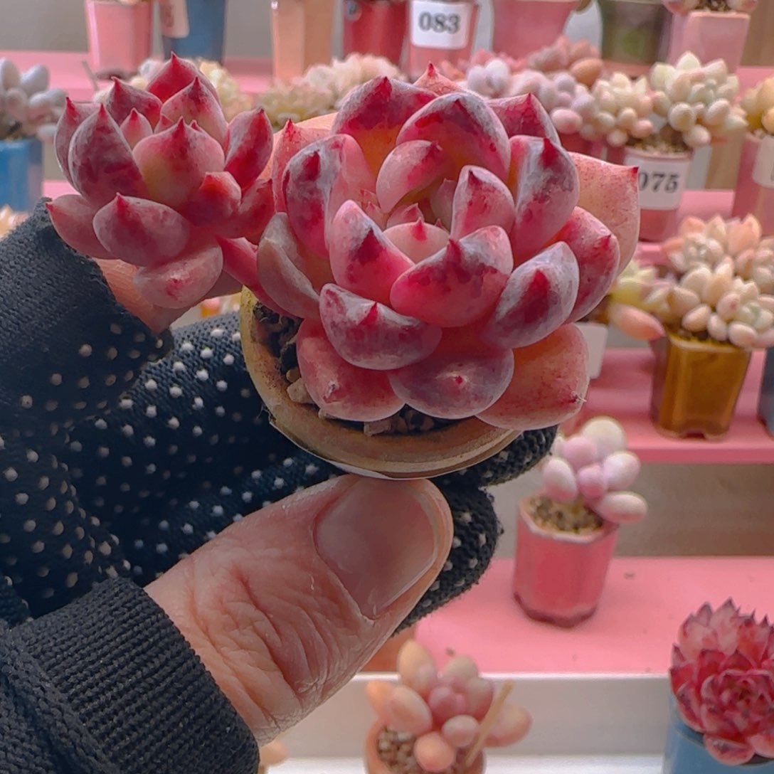 霜花071 ，带盆土发货，满38包邮非偏远。