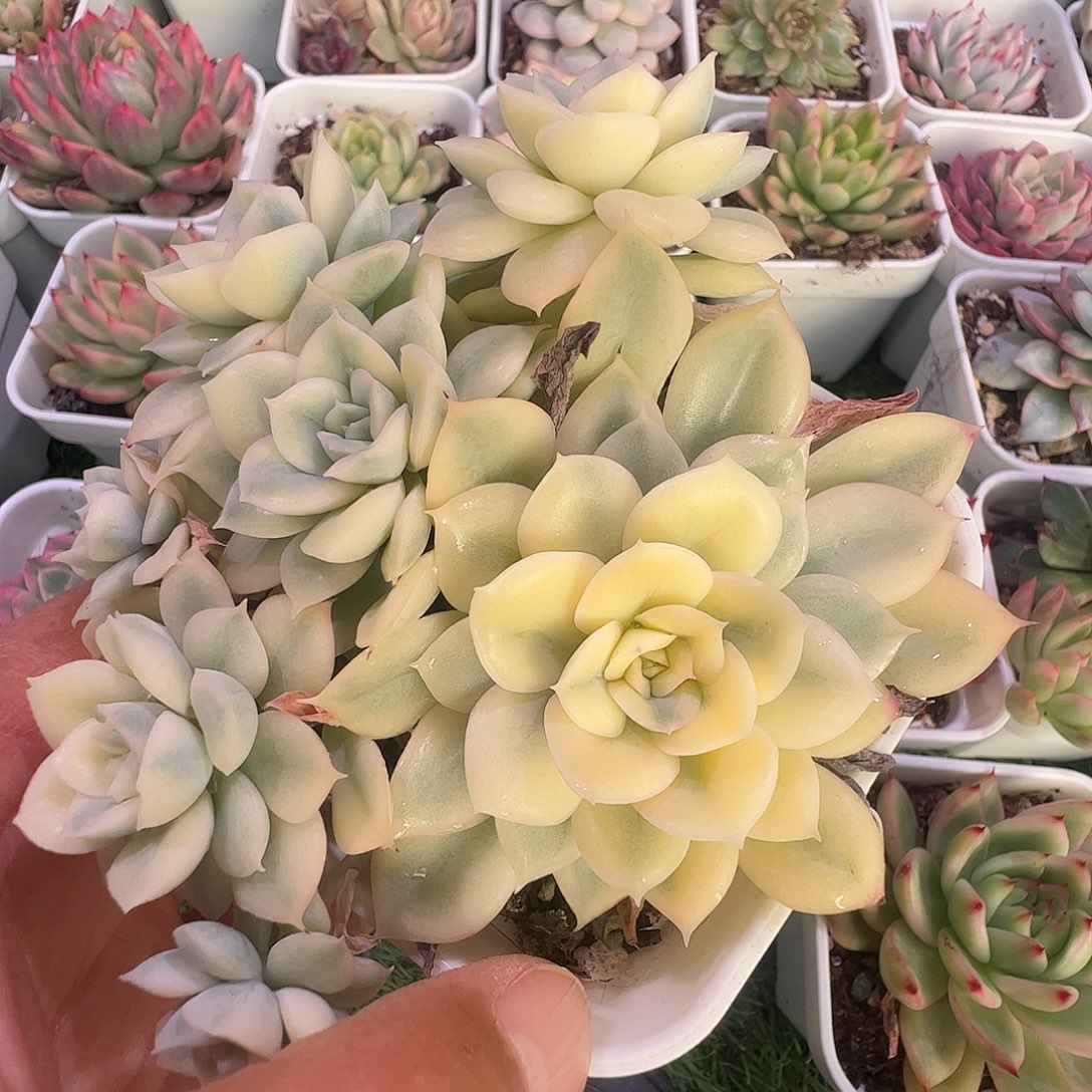 锦***s多肉植物多肉植物