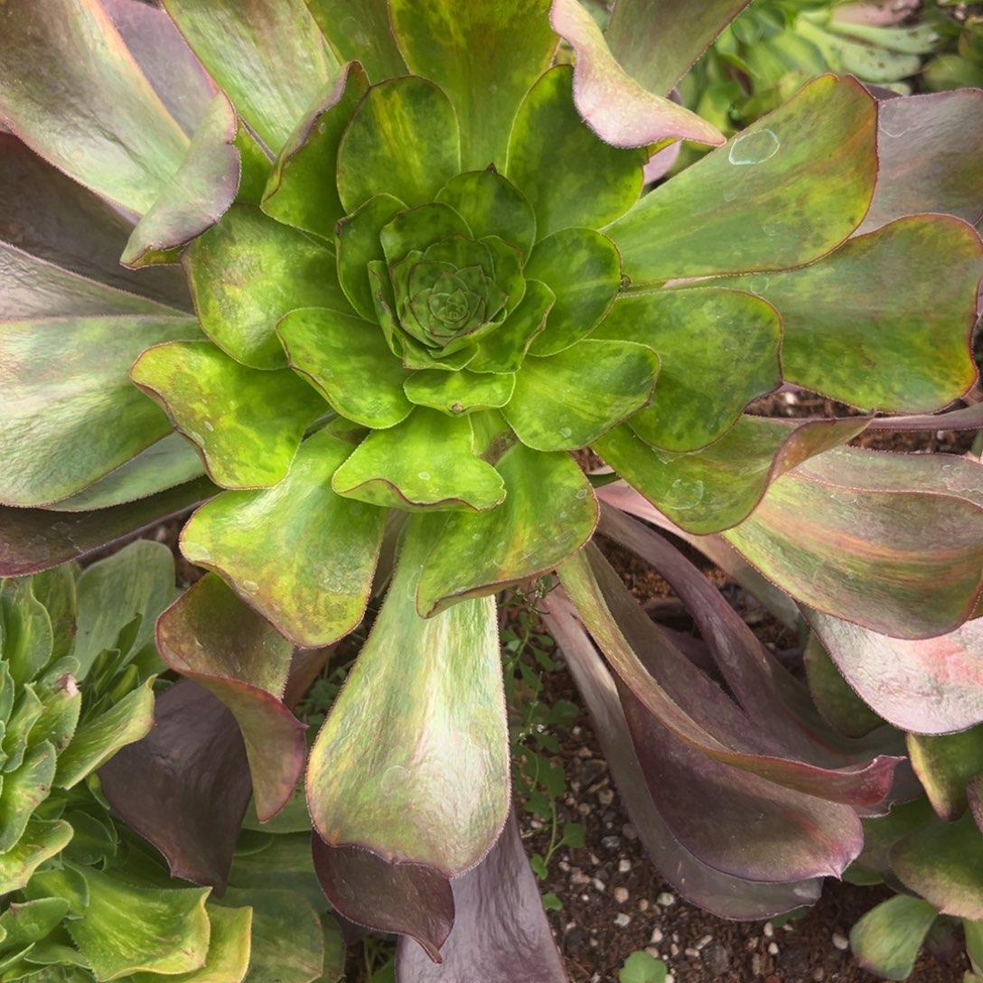 92巫毒彩多肉嘻嘻嘻