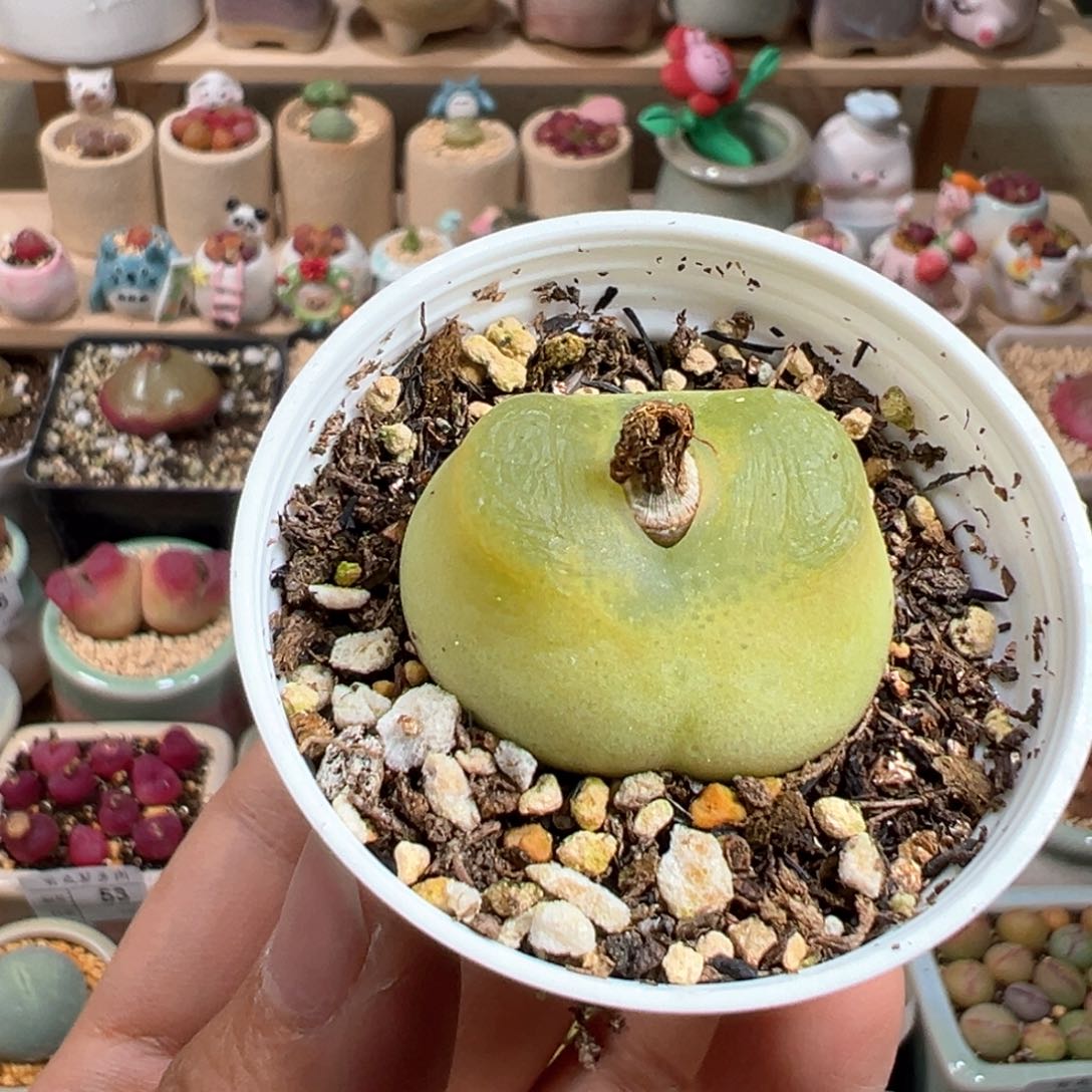 多肉植物64号毛毛