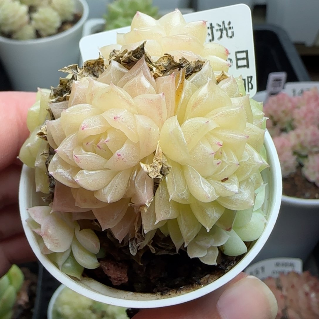 0116-139珠光麦秆